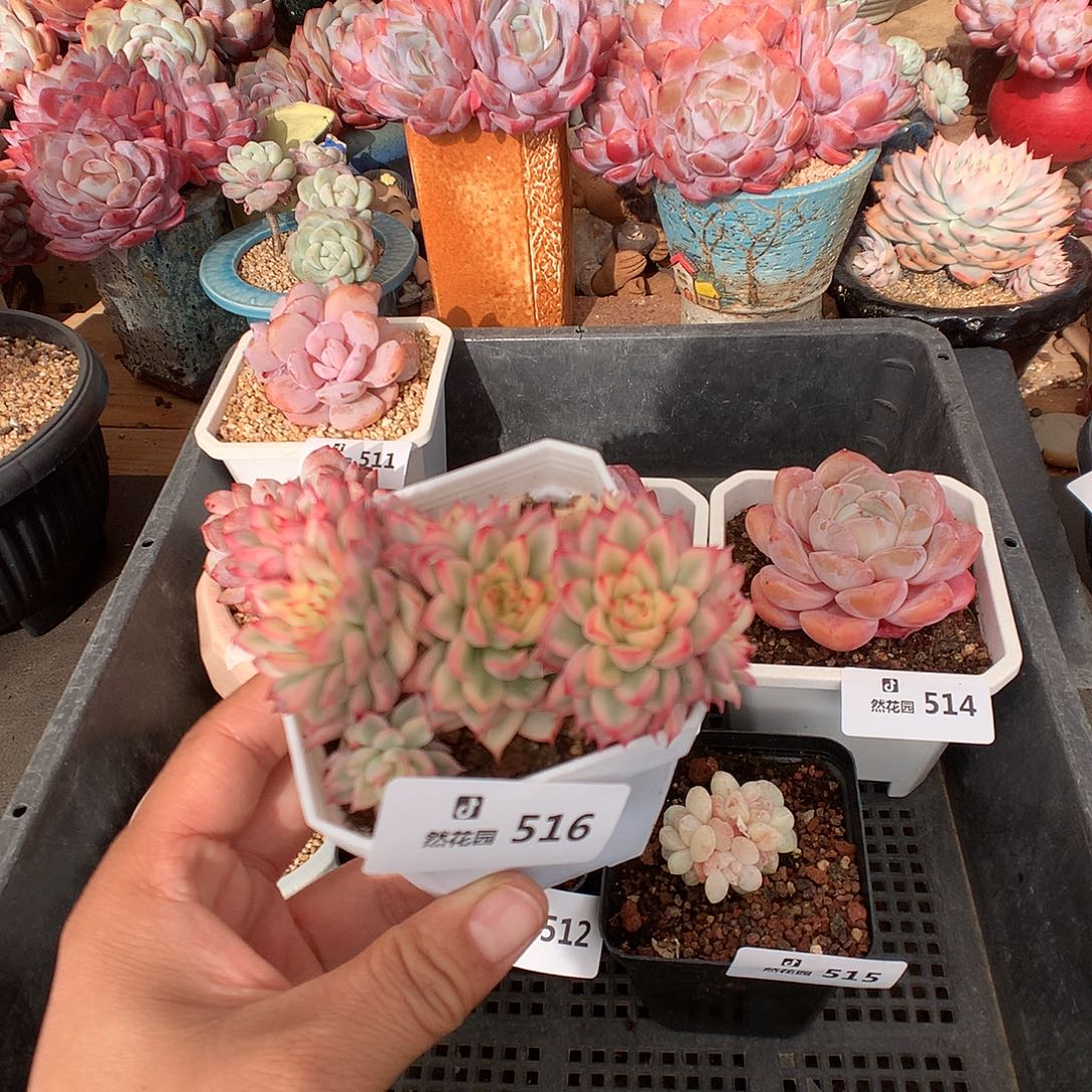 516女雏锦多肉植物666