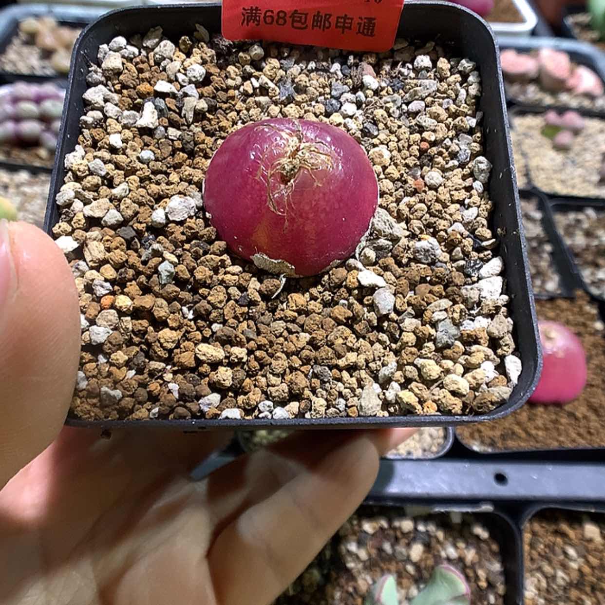 【闪购商品】1-13-40 灯泡一颗特 20