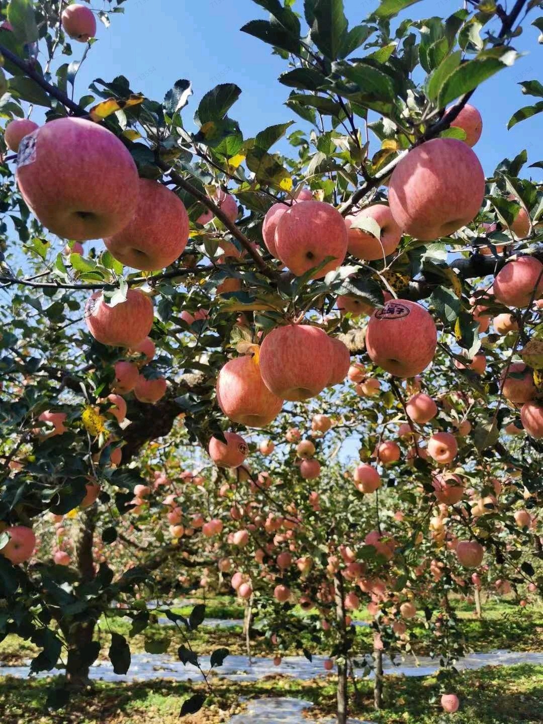 上戈镇精品红富士苹果顺丰包邮