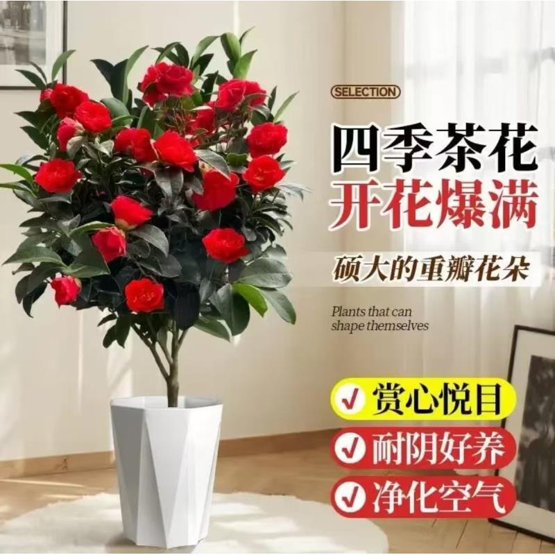 四季开花山茶花盆栽耐寒好养适合新手室内外种植
