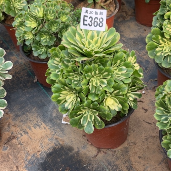 368辛尼亚不包断枝