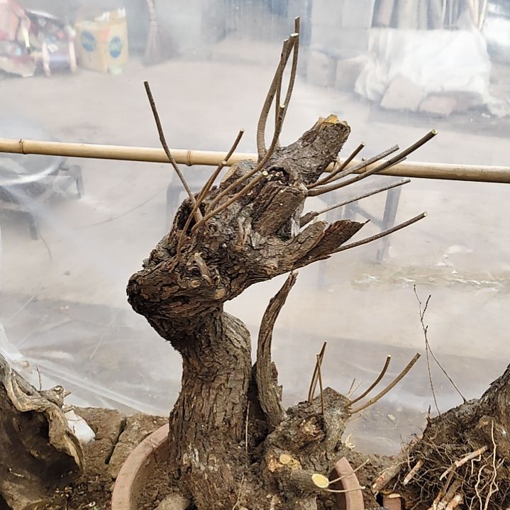 黄栌下山桩素材1234567891234567899