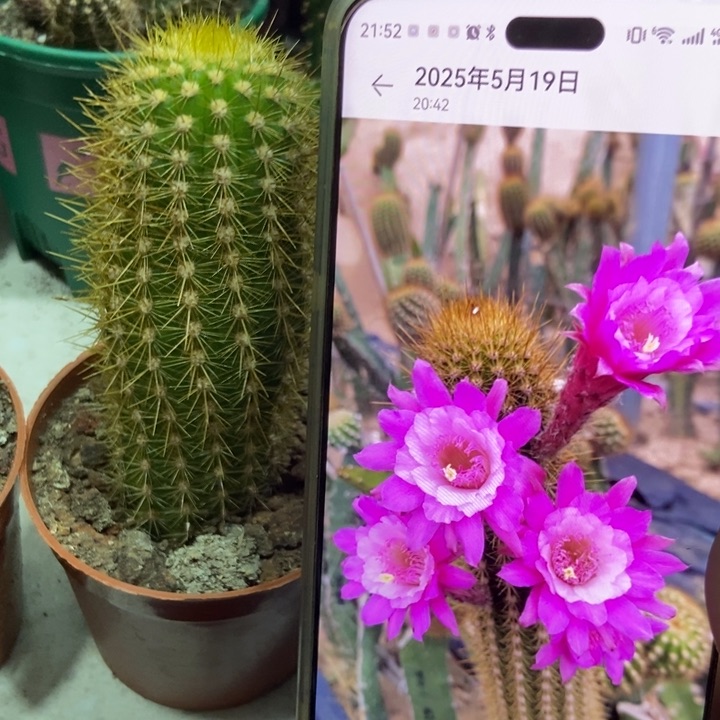 仙人球金妞奥拓一盆