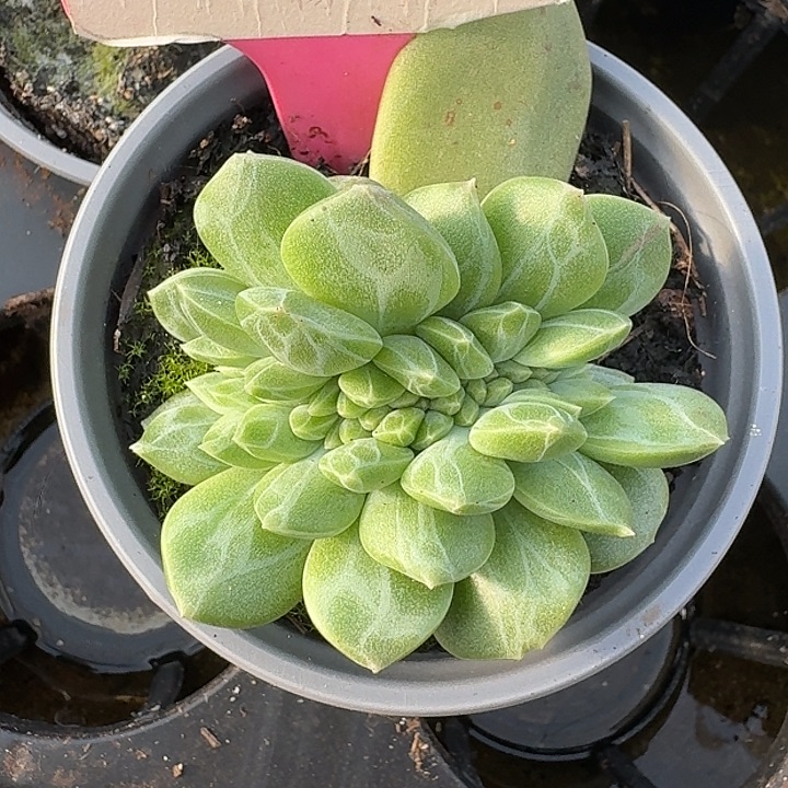 绿橙缀化635多肉植物