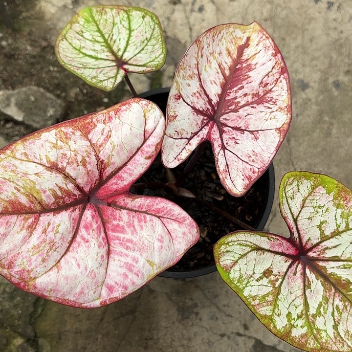 57-1229大红袍变异广东现货