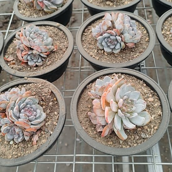 星影3太两颗福利不售后