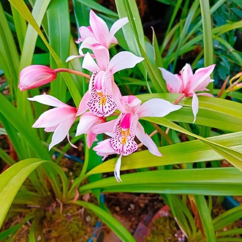 美花虎头兰 散发浓郁香气的花卉佳品