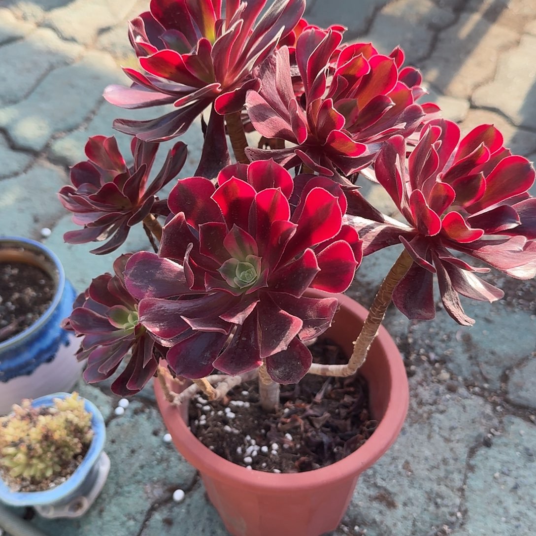 美杜莎法师多肉植物精品