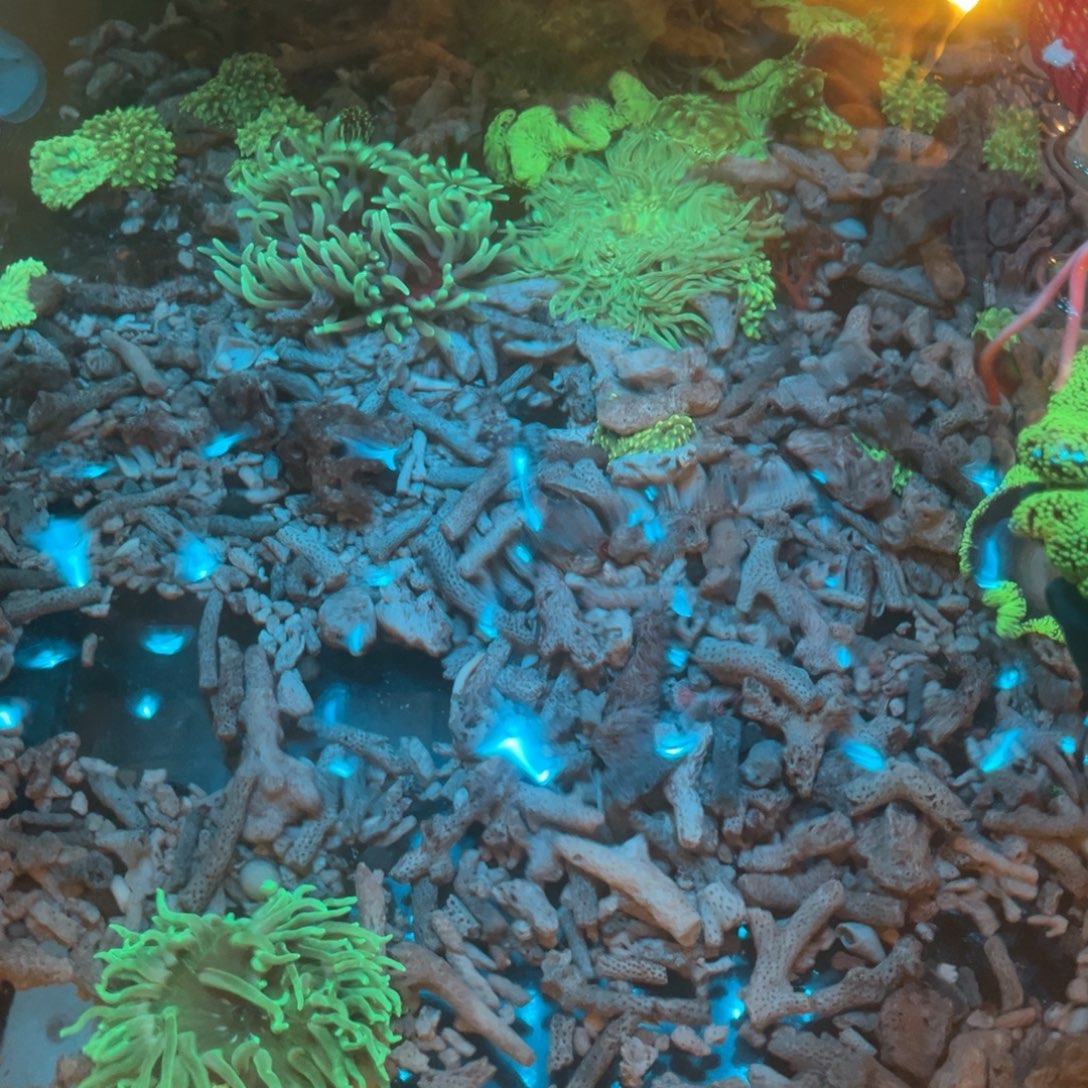 爱***莓纽扣珊瑚粉红海葵11111