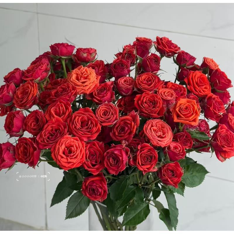 小朱【游乐园】多头玫瑰 真花鲜切花云一单中通 两单顺丰