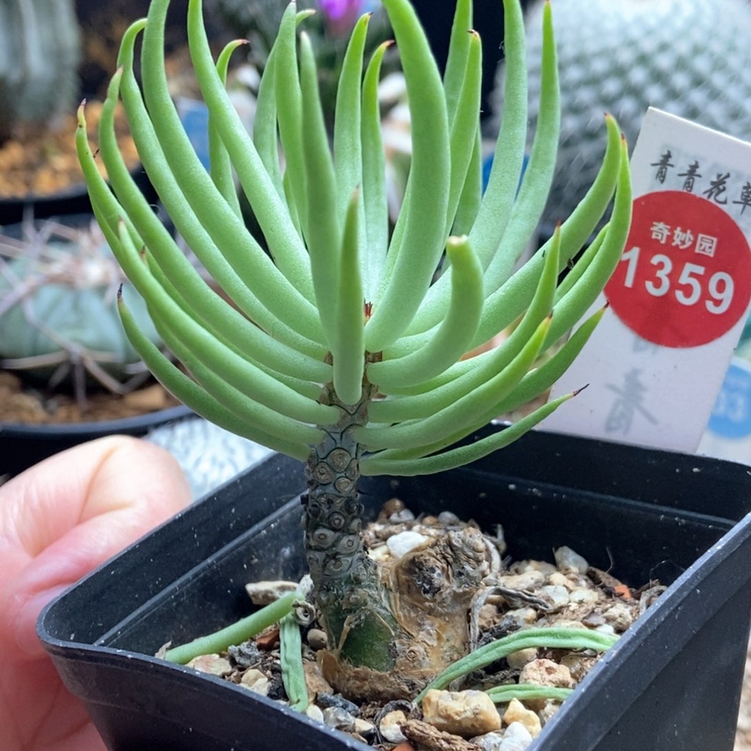 白象块根奇峰锦一颗仙人球