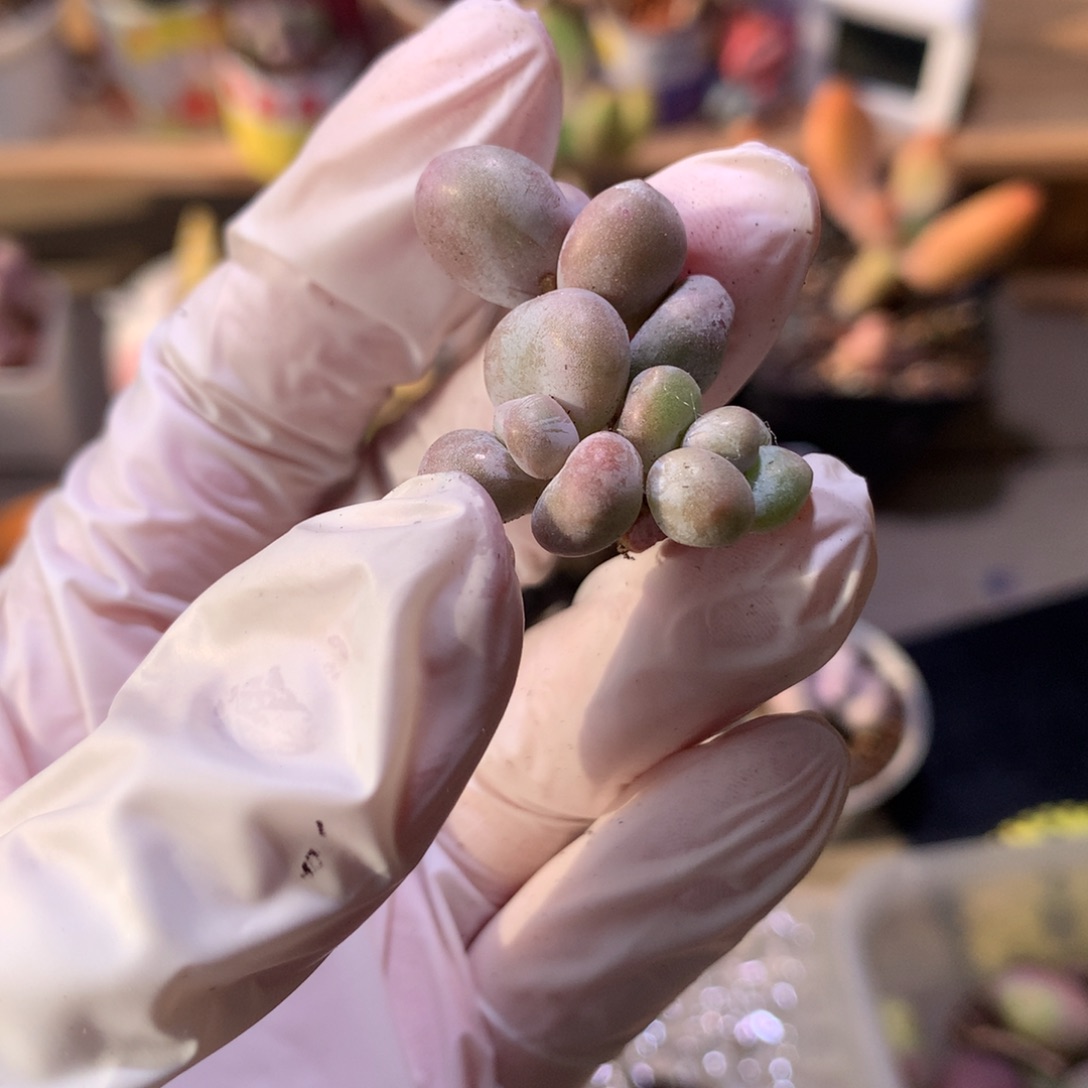 群生，原始奶酪多肉