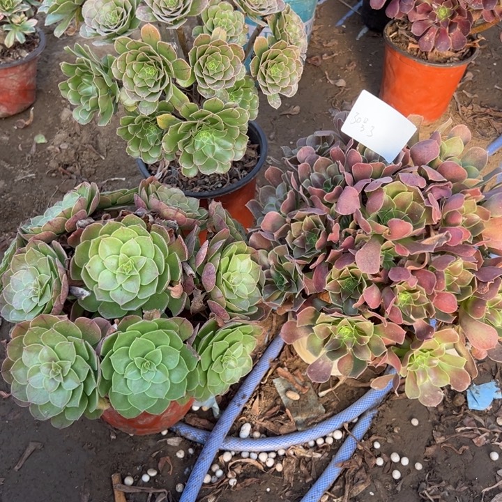 舒***子30号3颗多肉植物，不包断头