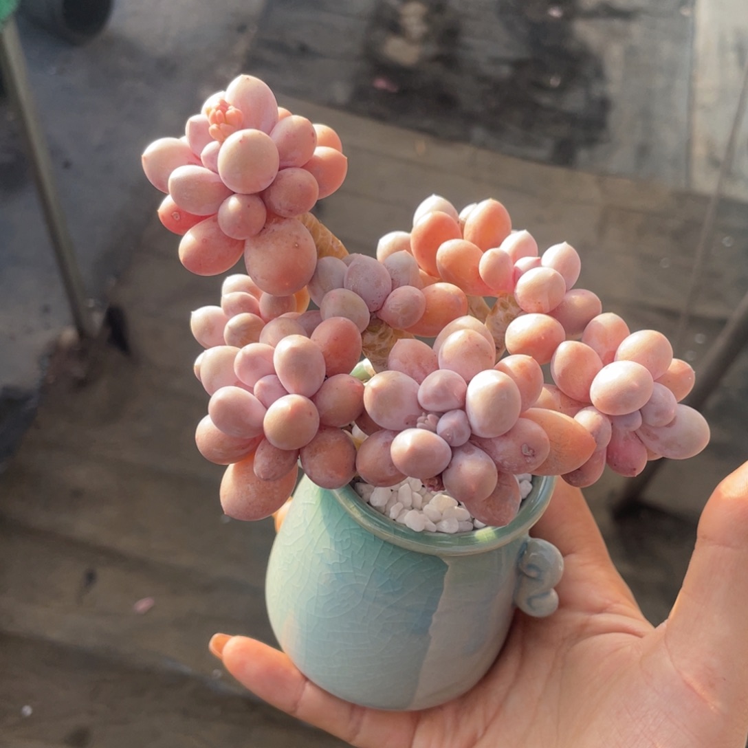 多肉植物盆栽多肉植物