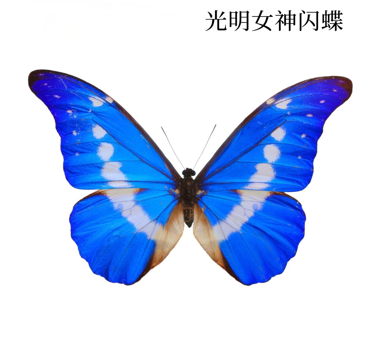 光明女神  A1蝴蝶标本相框装饰画流氓叙事缪宏谟剧本杀伴手礼