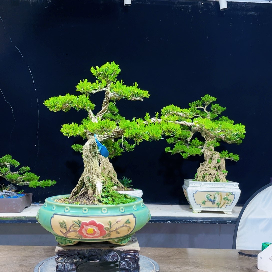 黄杨盆景四季常青
