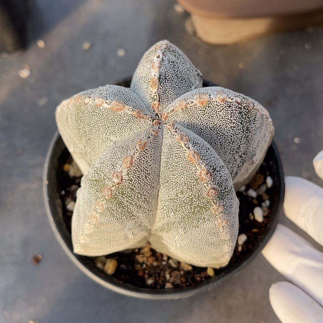 恩冢鸾凤玉一物一拍