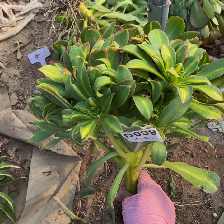 099黄中班多肉法师不包断枝