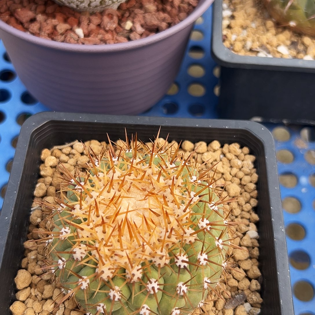 A***┞自根孤龙仙人球10公分以下