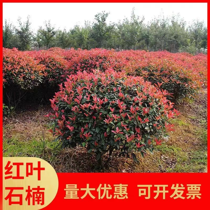 红叶石楠树苗树球型植物四季常青庭院绿化苗木盆栽红罗宾绿篱笆苗