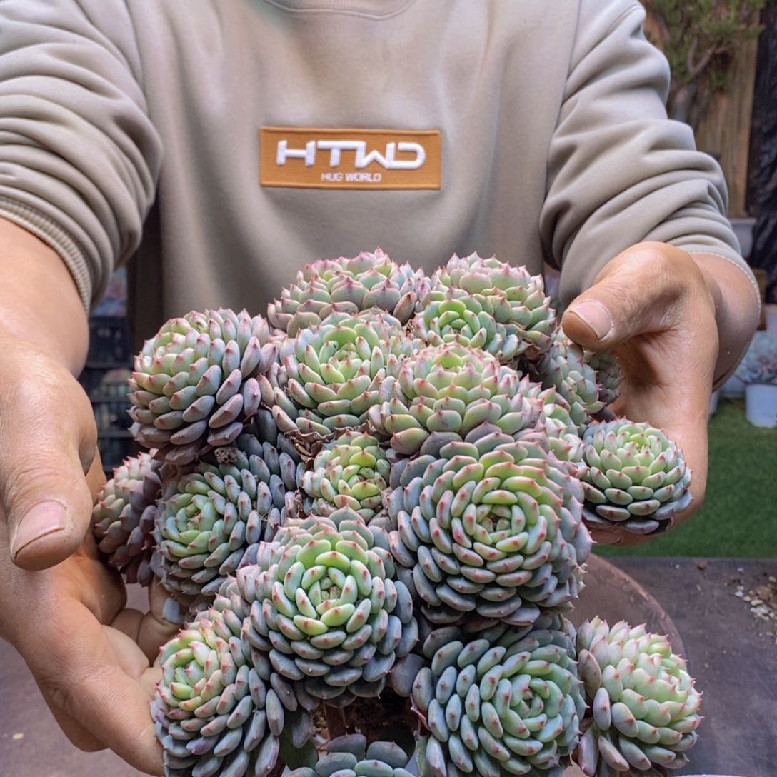 读*吧C229白胖子多肉植物