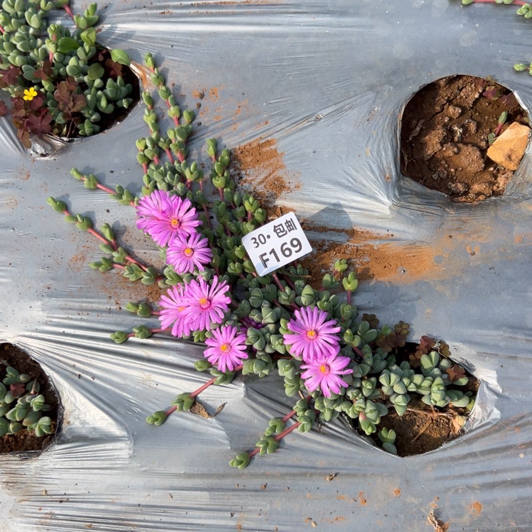 169碧玉连多肉法师