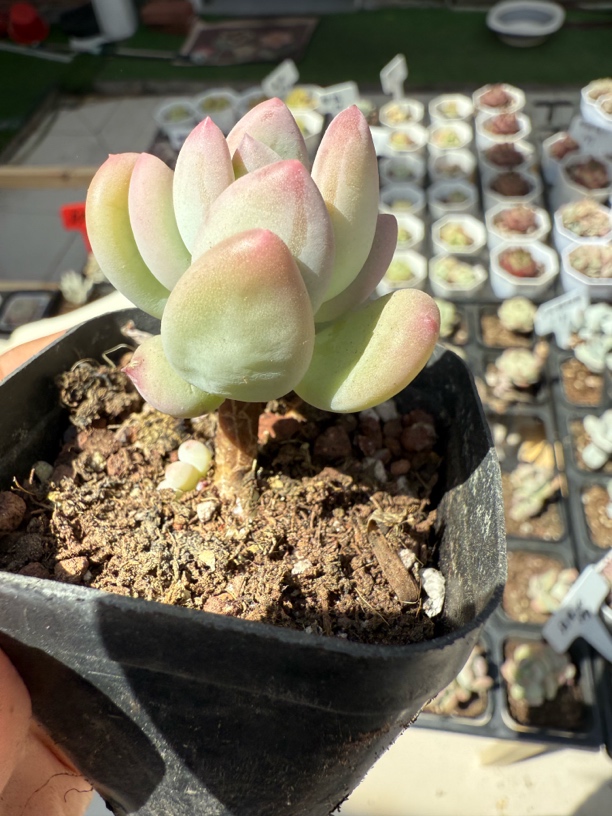 满9.9包邮 精品苹果奶多肉植物