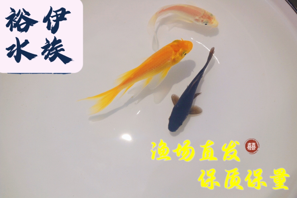 三色混发黄金龙凤黑金龙凤白金锦鲤台湾蝴蝶鲤混搭招财好运
