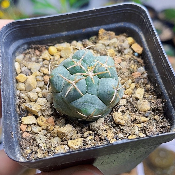 白肌天晃实生3公分