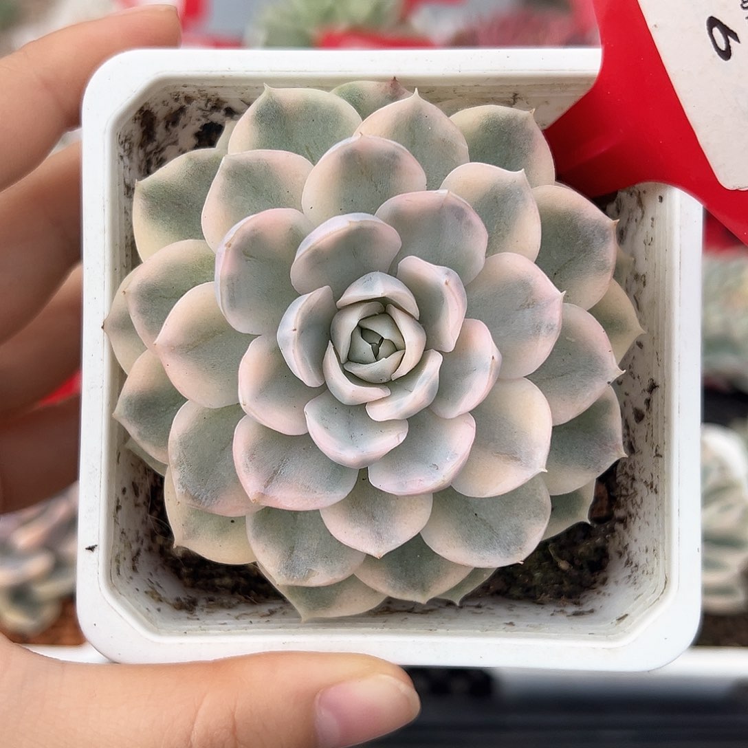 6号雪球锦多肉植物