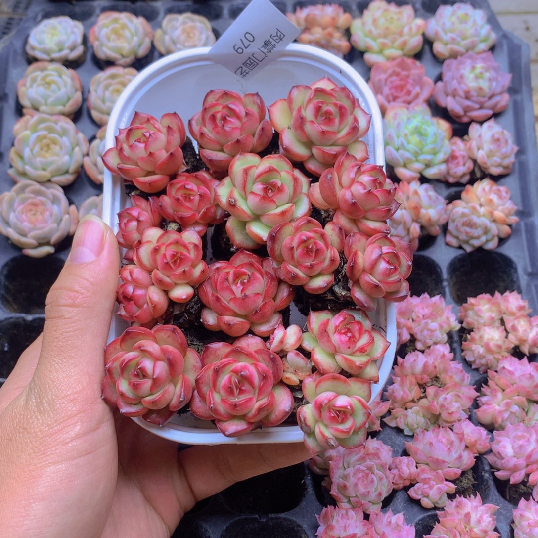 我要去看你了啊079