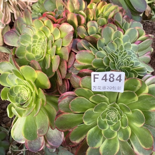 484奶白缀多肉植物