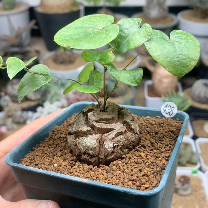 南非龟甲龙带盆4.1cm