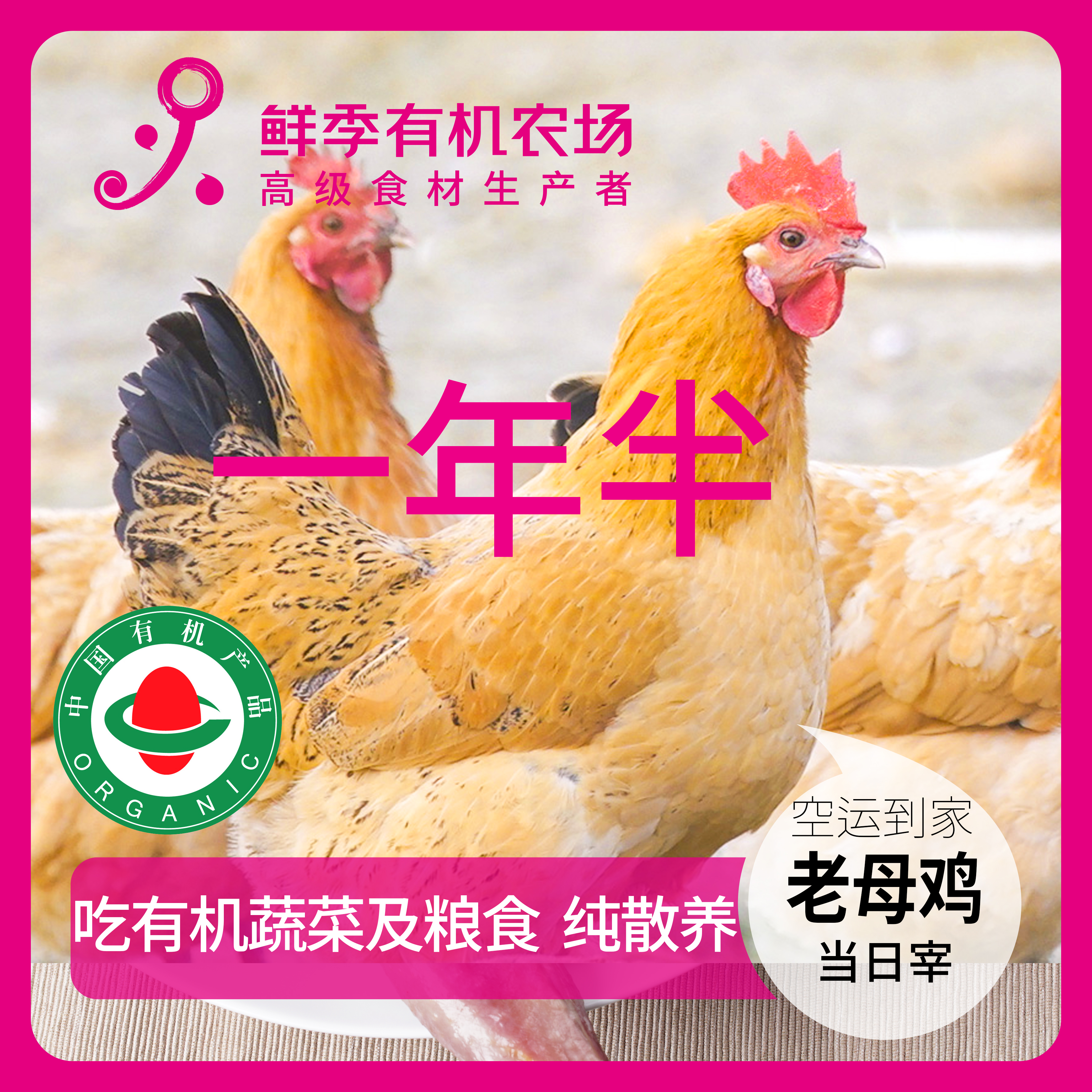 鲜季有机一年半老母鸡 吃蔬菜/吃粮/散养/当日屠宰/空运