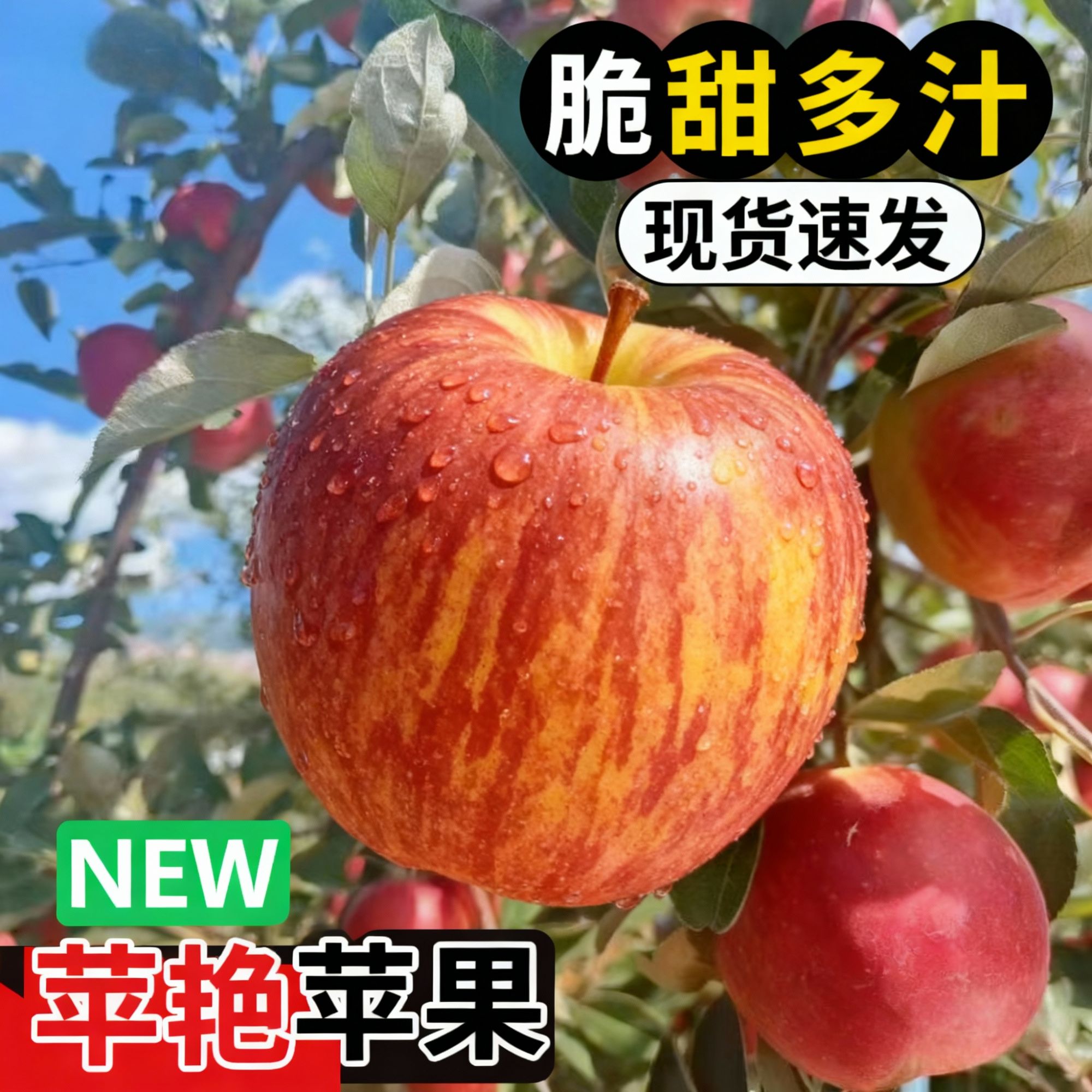 苹艳苹果河北青龙苹艳苹果现摘现发新鲜水果脆甜饱满汁水丰富
