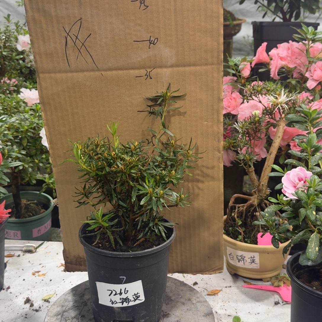 荣***花完全开放红锦英杜鹃花