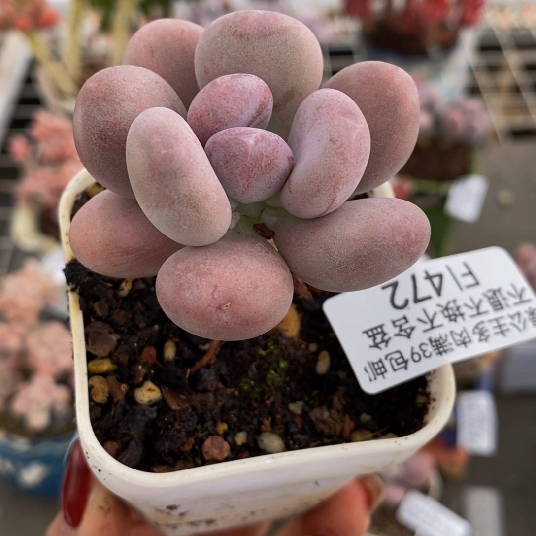 橙雪球472:4c m多肉