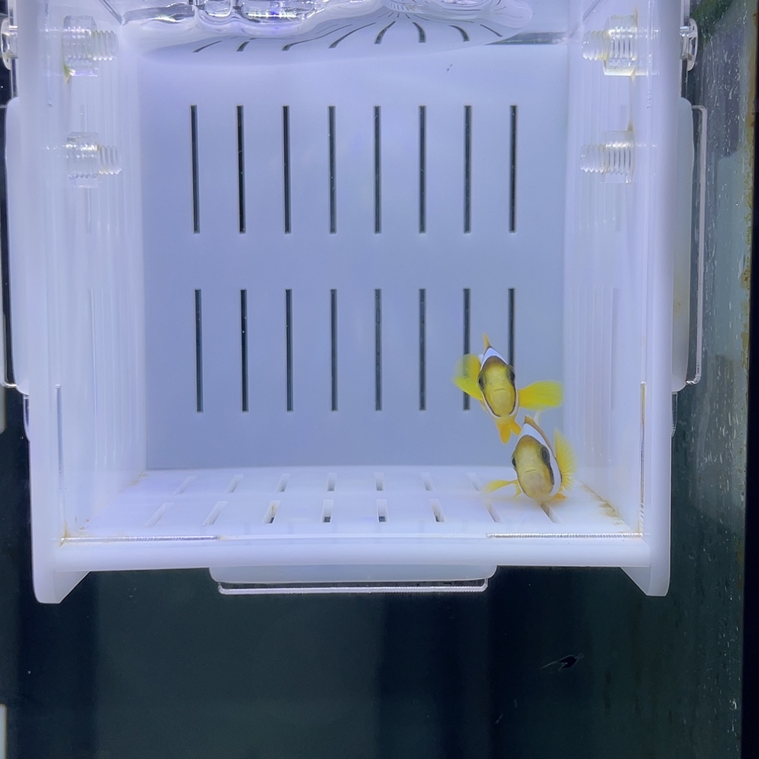 海水鱼精品对装红海金双带