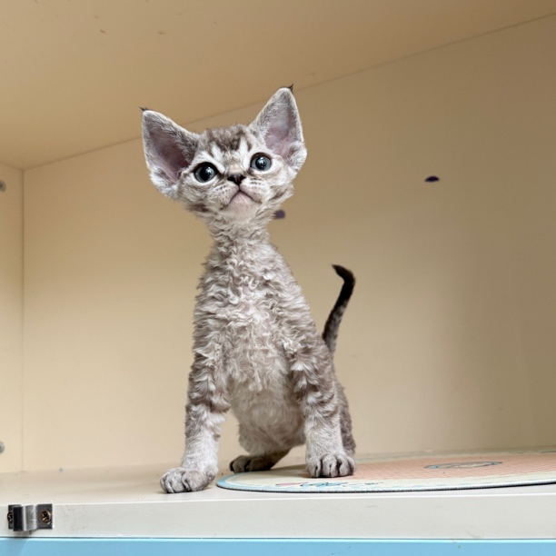 2️⃣山猫色德文弟弟  一本正经的小猫～   生日：2.10   疫苗：4.10  
