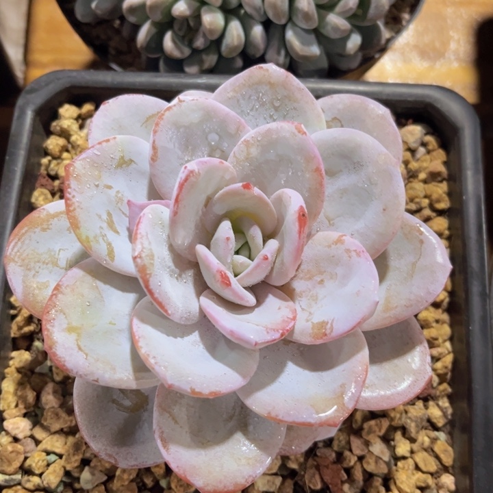 美慕花坊，一物一拍。