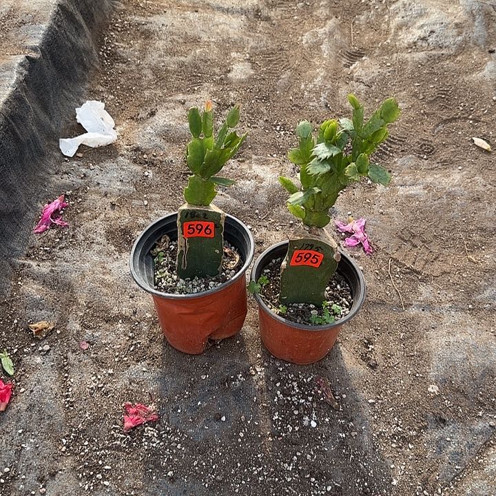 596+595嫁接蟹爪兰：1802+1795（柱子有痕）
