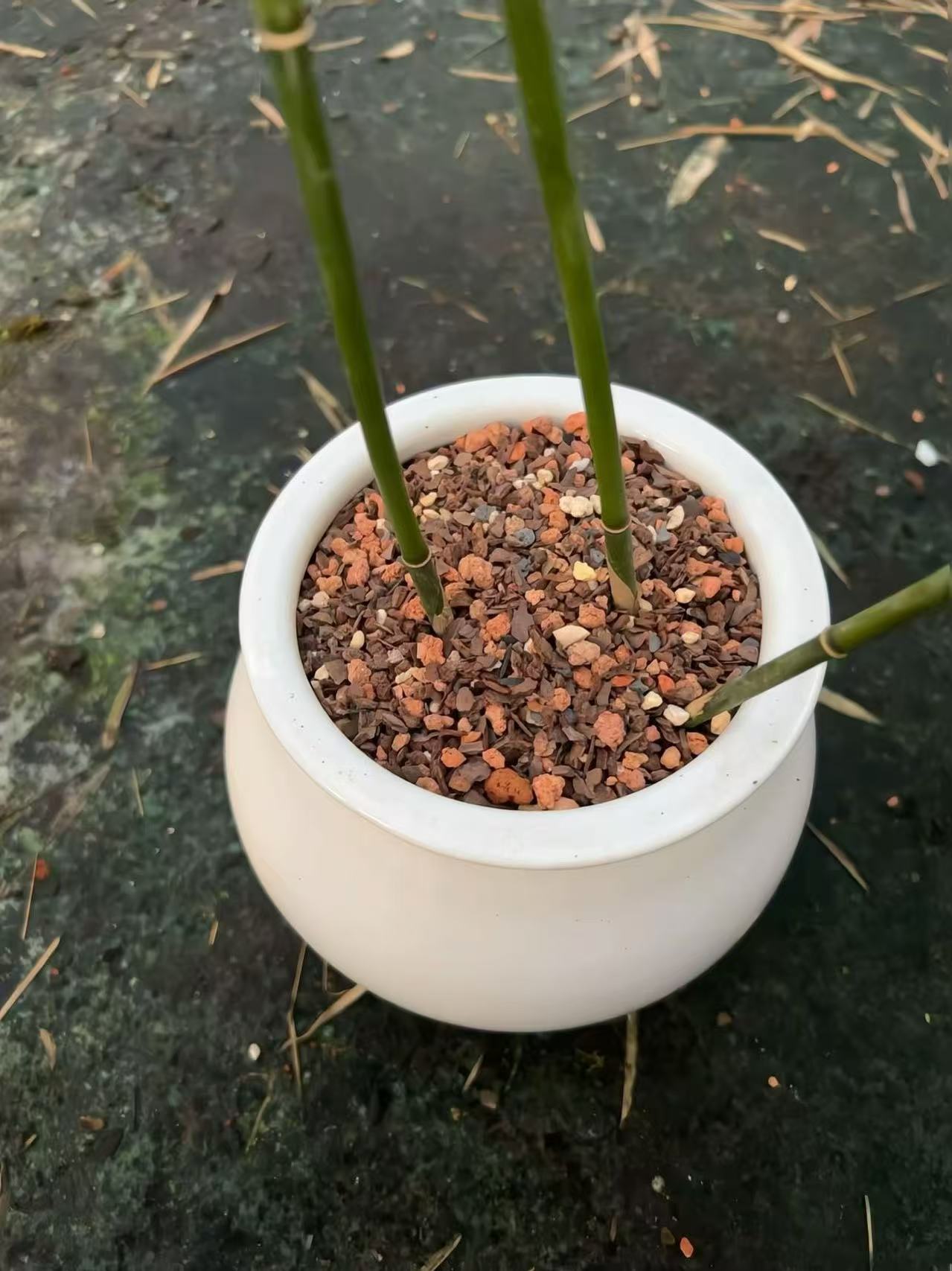 绿植通用养殖土君子兰竹子绿植花卉养殖土六合一发酵过杀菌清洗过