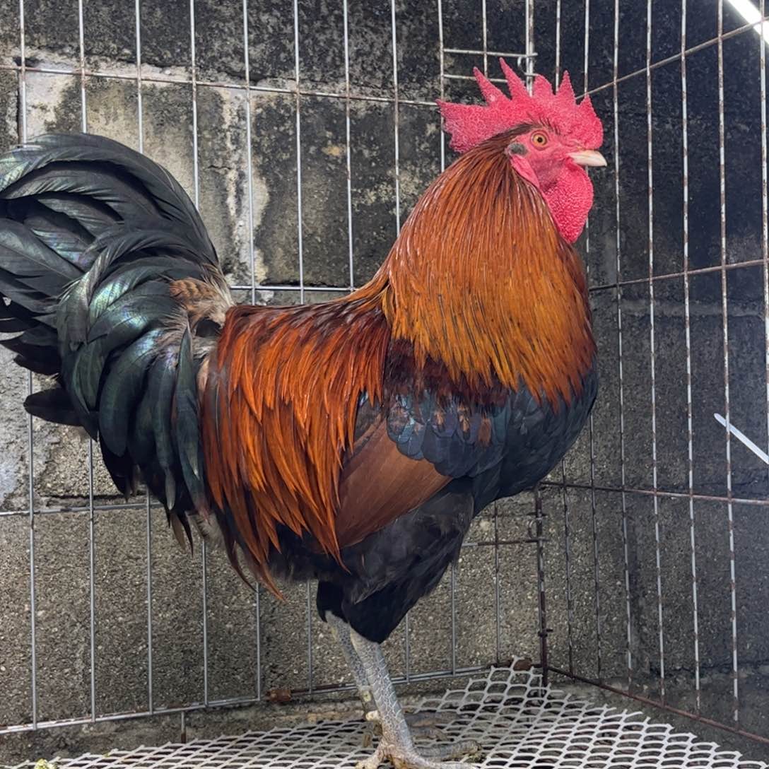 纸***飞长尾鸡凤凰象限农村散养土鸡