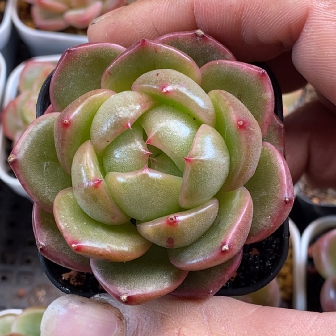 天官赐福百无禁忌