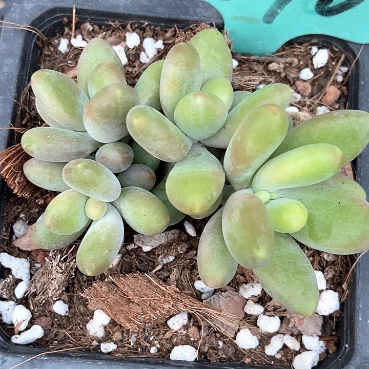 多肉植物芒果奶1870duorq