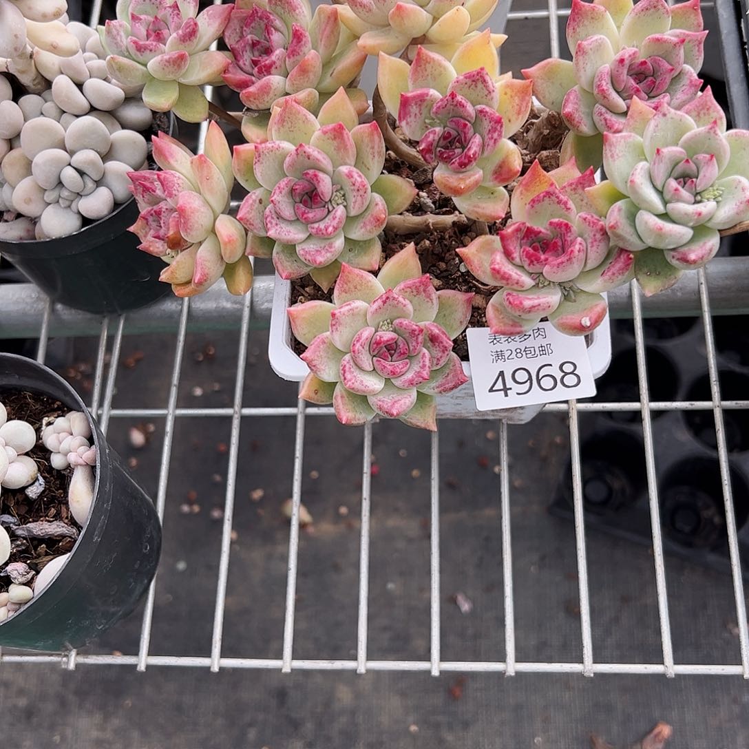 9号亦*我们的确是一4968