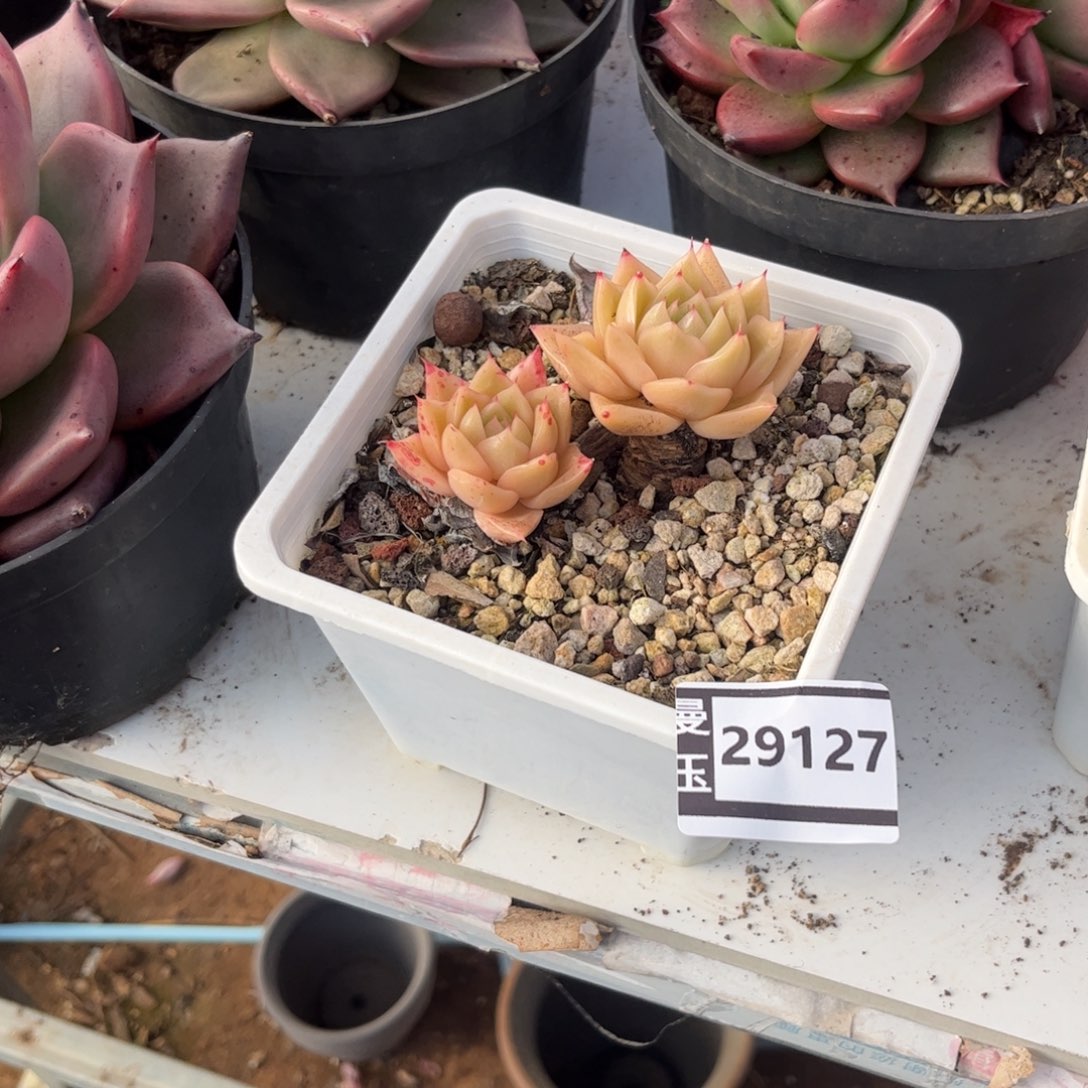 东云多肉植物29127