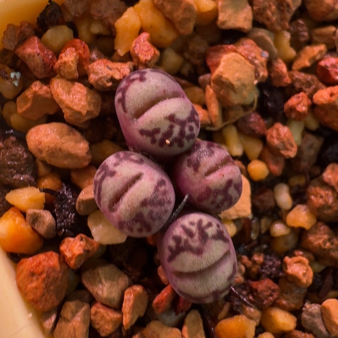 是****云缦精品番杏26.32