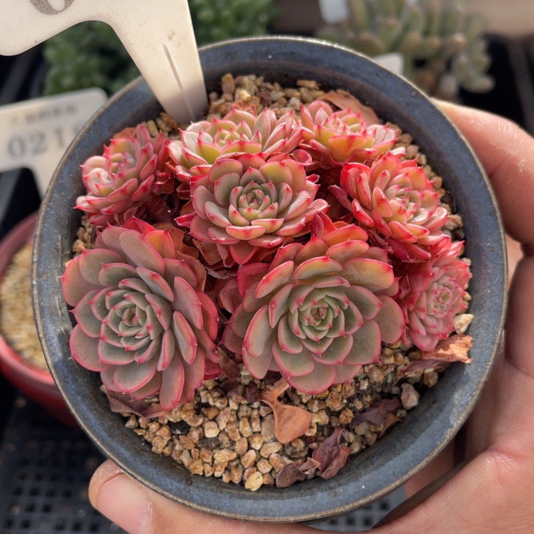 0008糖果宝贝不带盆8厘米