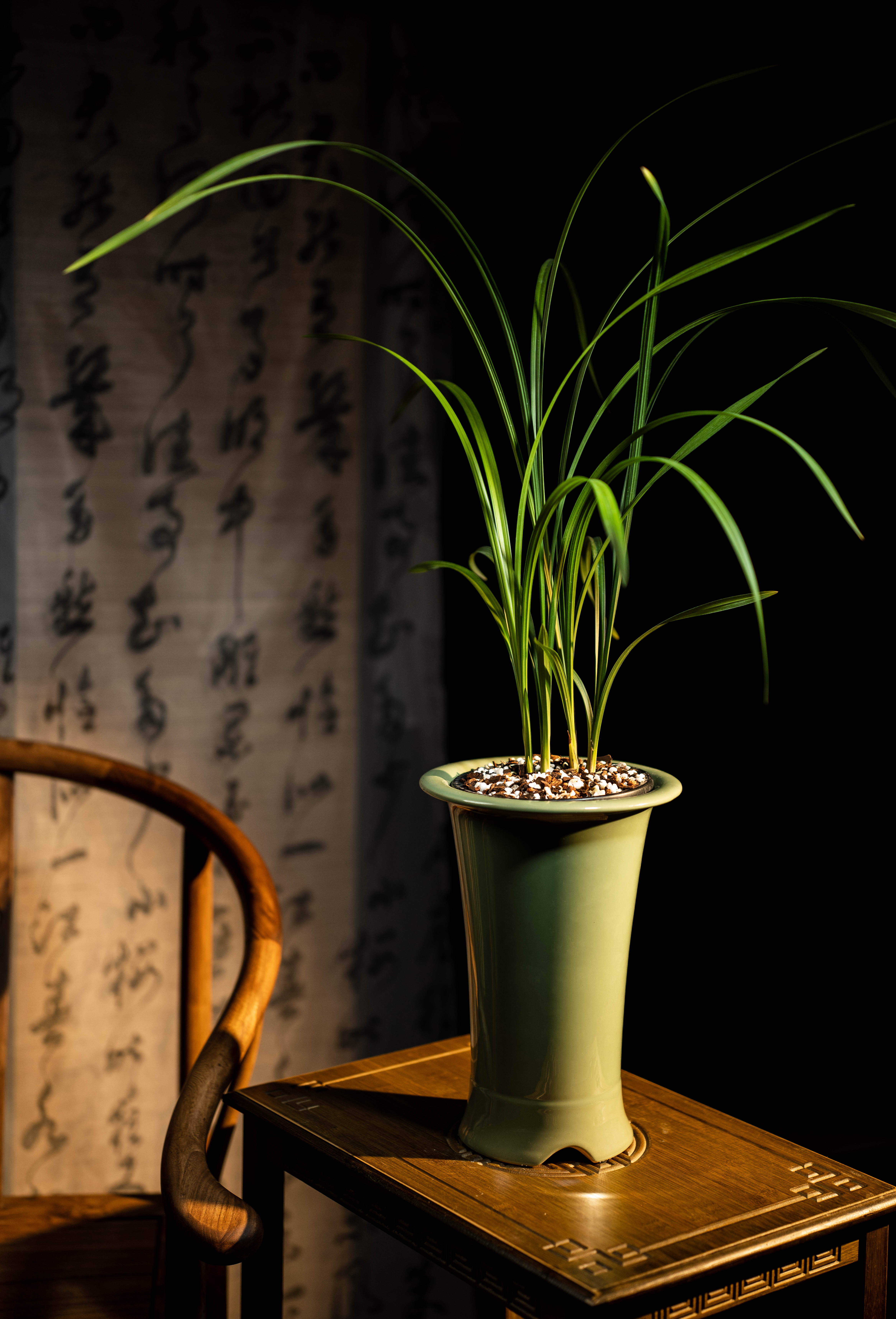 蘭屿兰花《110-200》直播专用一物一拍